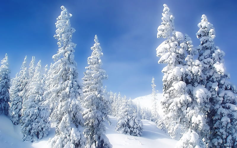 snow on trees-beautiful winter landscape, HD wallpaper