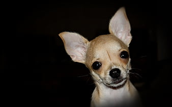 Page 7 | HD chihuahuas wallpapers | Peakpx