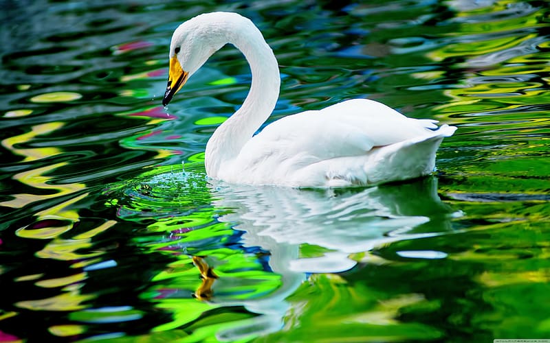 Birds, Water, Reflection, Close Up, Animal, Swan, Whooper Swan, HD wallpaper