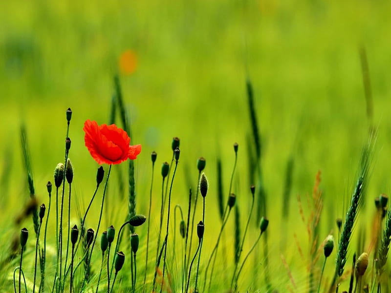 One Red Poppy, red, poppy, bloom, green, grass, flower, buds, field, HD wallpaper
