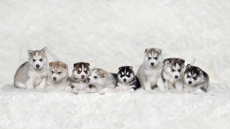 Siberian Husky Puppies, puppies, huskies, fluffy, litter, dogs, pups, sweet, HD wallpaper