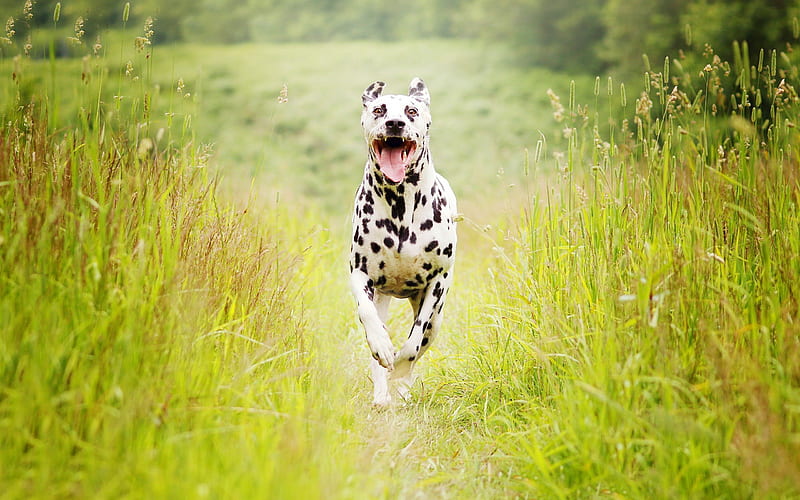 Dalmatian, meadows, dogs, run, HD wallpaper