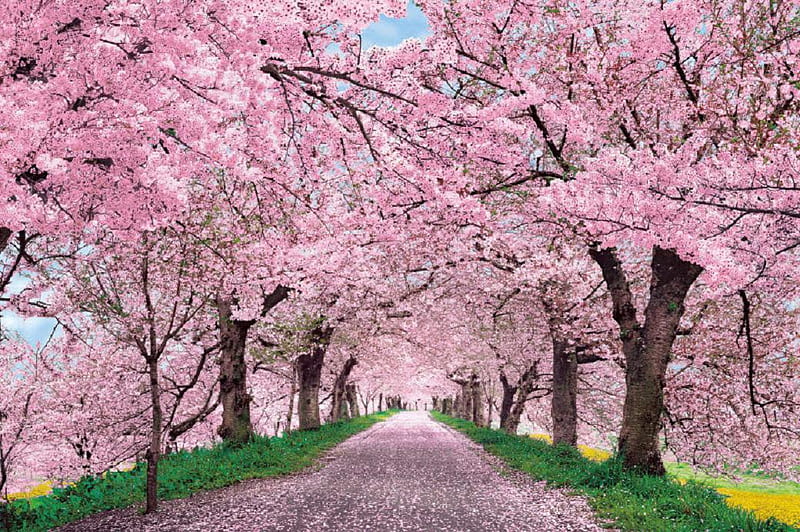 Cherry Avenue., tree, blossom, path, spring, road, petal, pink, cherry, HD  wallpaper | Peakpx