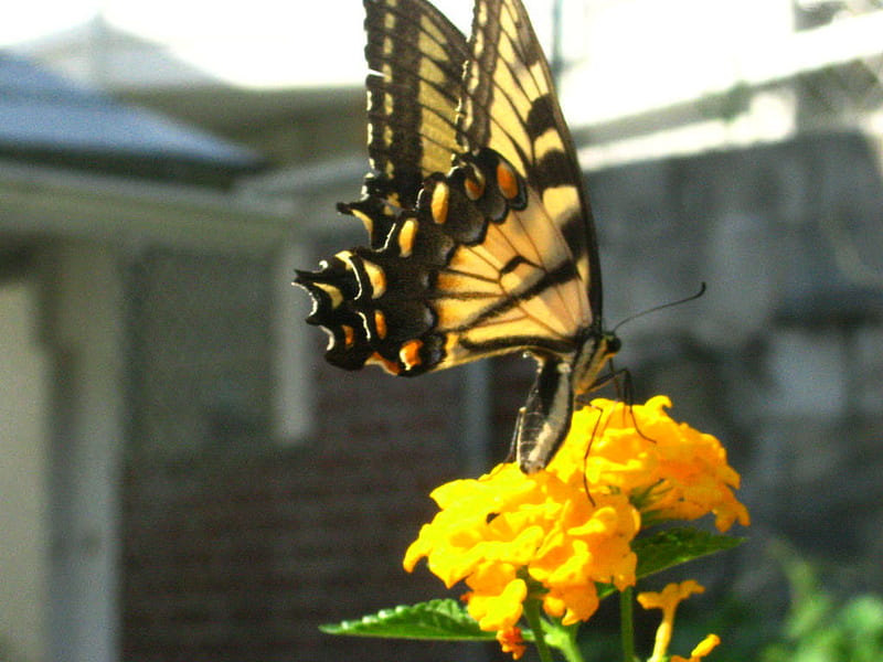 Western tiger swallowtail, yellow, butterfly, swallowtail, black flower, HD wallpaper