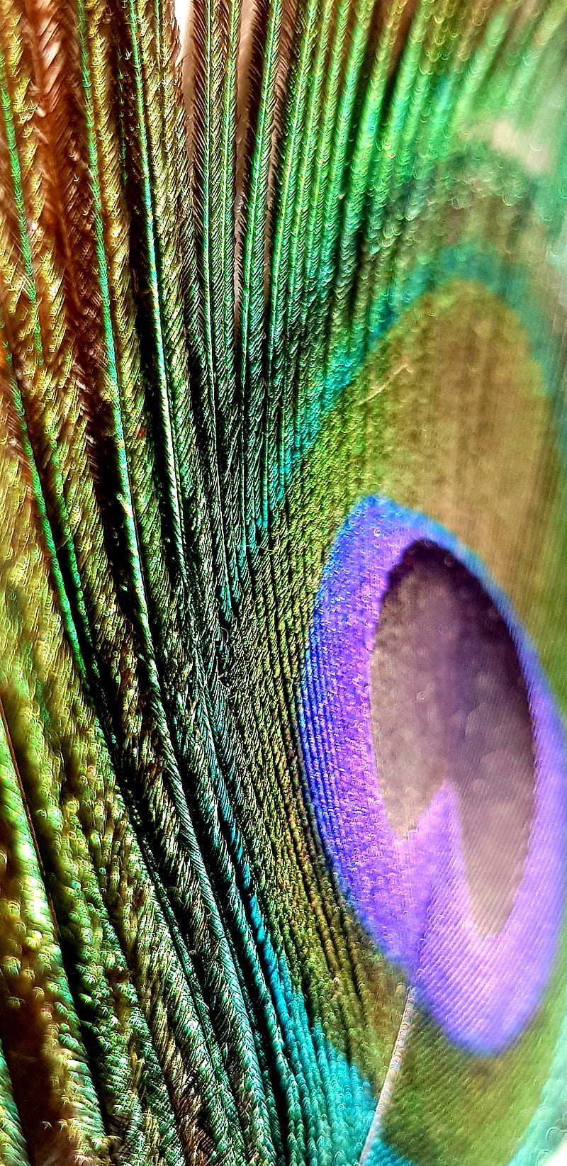 2K free download | Peacock Feather, love, feather, feathers ...