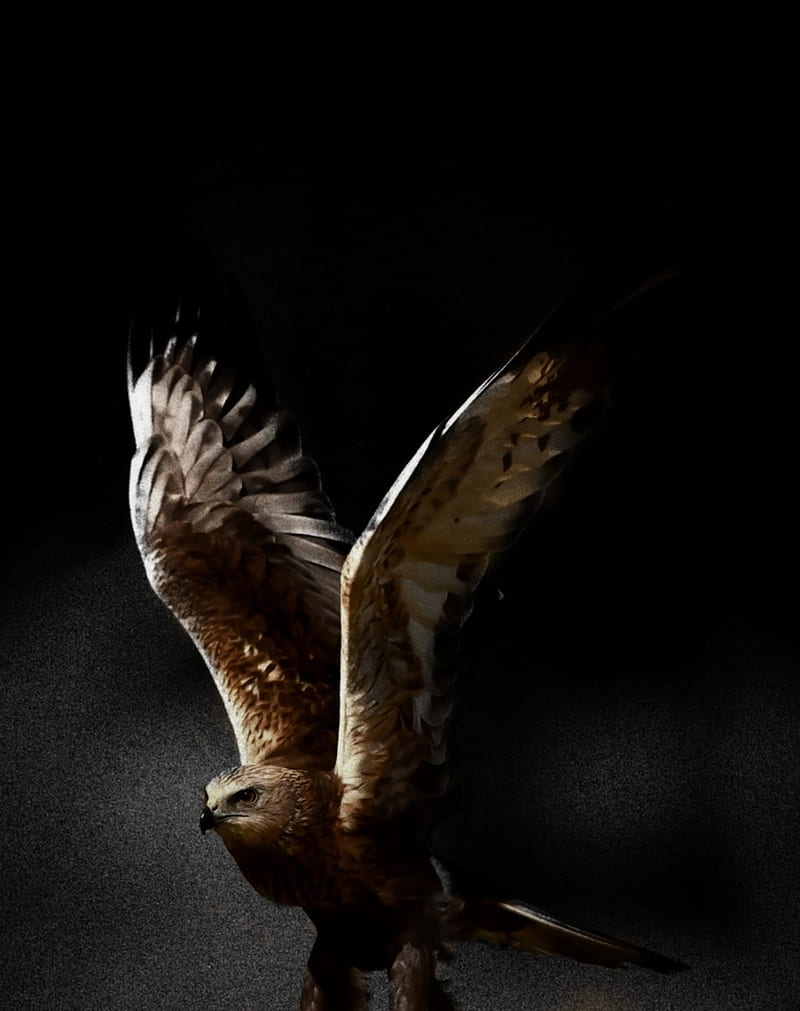 A 4K ultra HD mobile wallpaper depicting a magnificent and agile Peregrine  Falcon, soaring through the