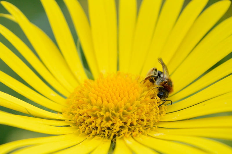 Bee meal biene, yellow, blume, bonito, eat, go, sit, bee, fly, nektar, macro, makro, flower, pollen, nectar, HD wallpaper