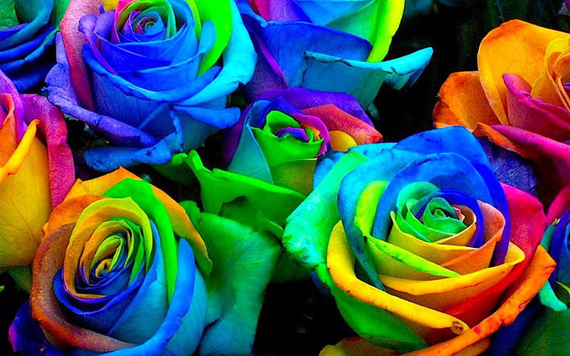 colorful roses bouquet, macro, colorful backgrounds, bouquet of roses, bokeh, colorful flowers, roses, buds, colorful roses, beautiful flowers, backgrounds with flowers, HD wallpaper