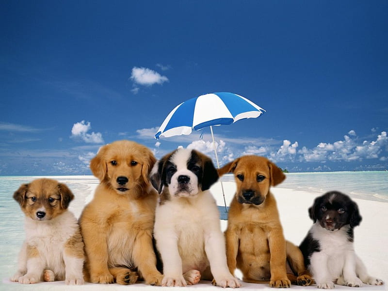 Portrait of 5 cute friends, beach, pet, sand, umbrella, puppy, dog, animal, HD wallpaper