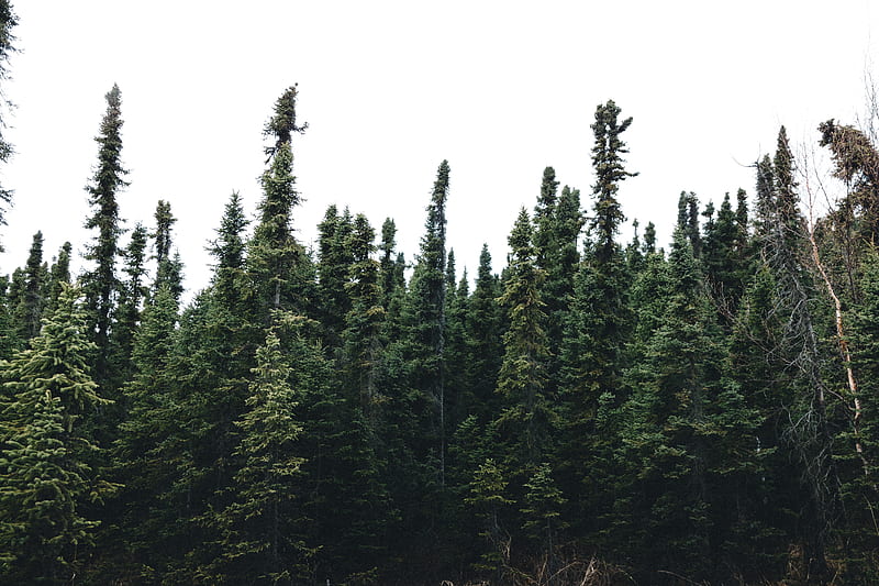 pine tress on forest under blue sky, HD wallpaper