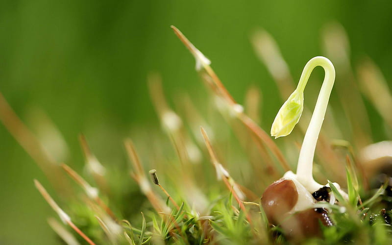 Grass germination of small bean sprouts-Plant, HD wallpaper