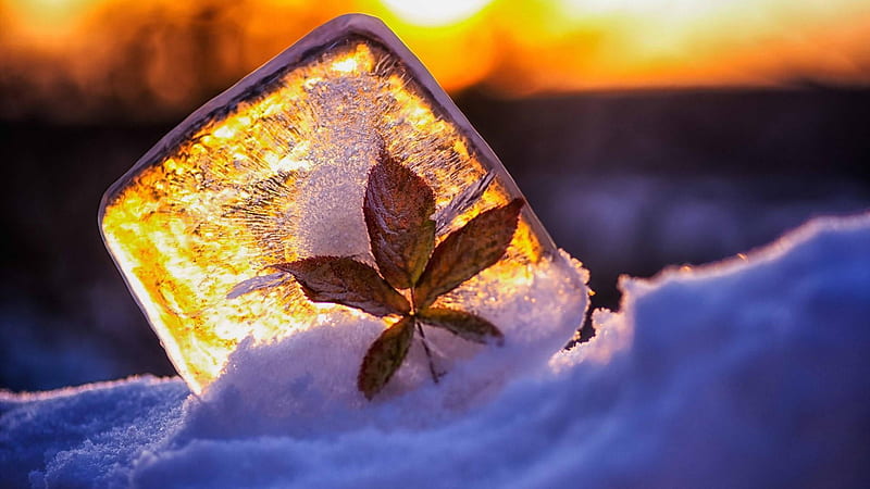 Frozen Ice Cube With Leaf In Sunrise Background Ice Cube, HD wallpaper