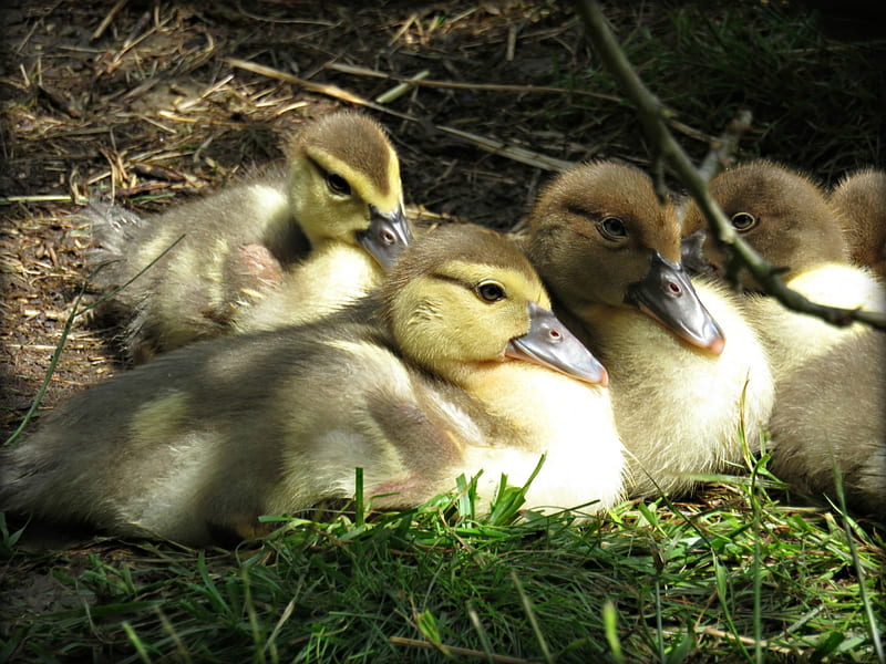 muscovy ducklings taking a rest after a swim, ducks, resting, Beautiful fun ducklings, ducklings, bonito, hanging out, happy, sweet, HD wallpaper