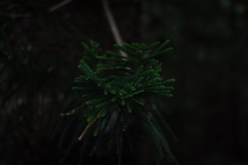 branch, dark, green, plant, tree, HD wallpaper
