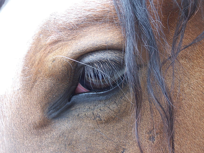 Eye See, hair, mane, brown, eye, lashes, horse, HD wallpaper