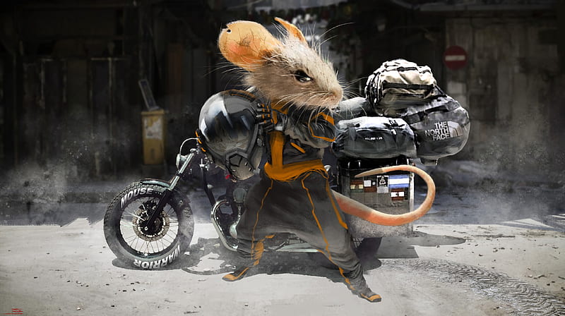 mouse, motorcyclist, motorcycle, helmet, HD wallpaper