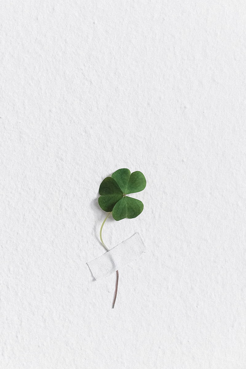 Clover Taped to a Wall, HD phone wallpaper