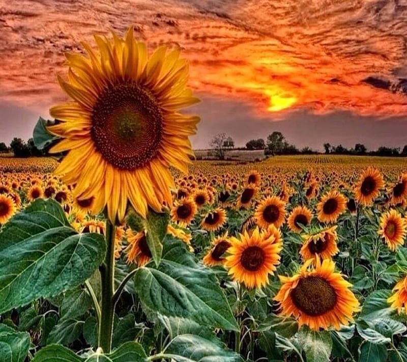 Sunflowers Field, look, nice, HD wallpaper