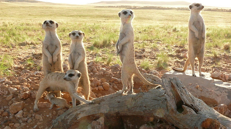 the meerkats (BBC movie poster), meerkat, bbc, desert, harsh environment, movie poster, animal, HD wallpaper