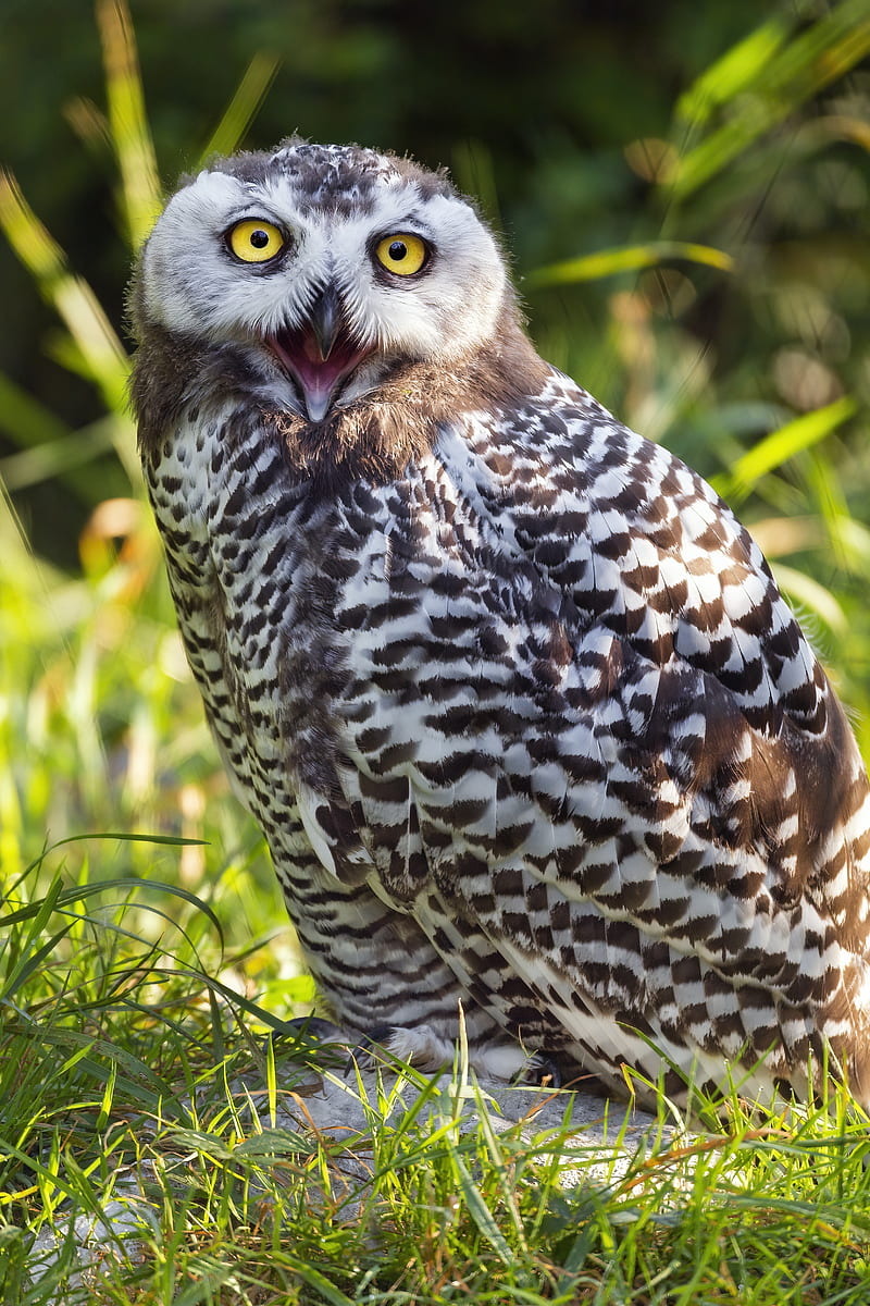 owl, beak, feathers, bird, grass, HD phone wallpaper