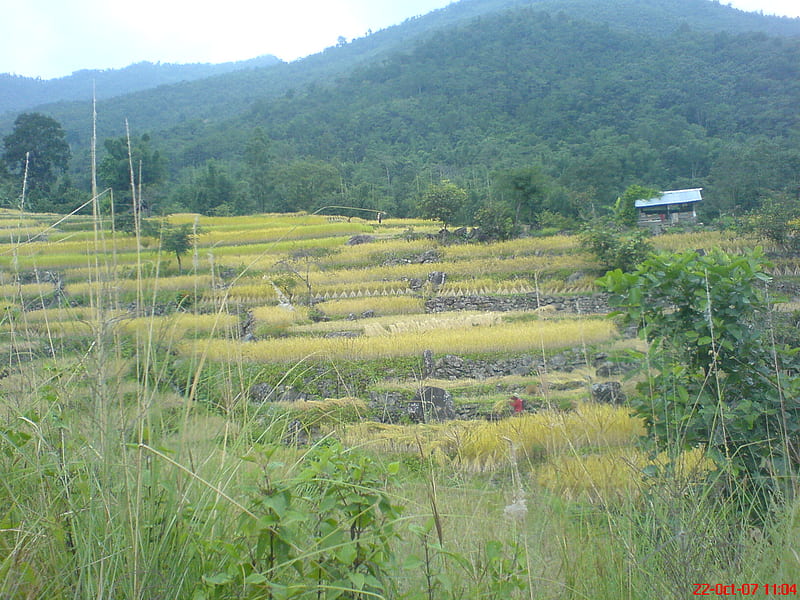 Nagaland-05, mountain, zubza, terrace cultivation, nagaland, HD wallpaper