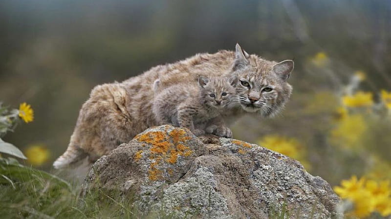 BOBCAT'S, cub, wildlife, bobcat, cat, preditor, mother, HD wallpaper
