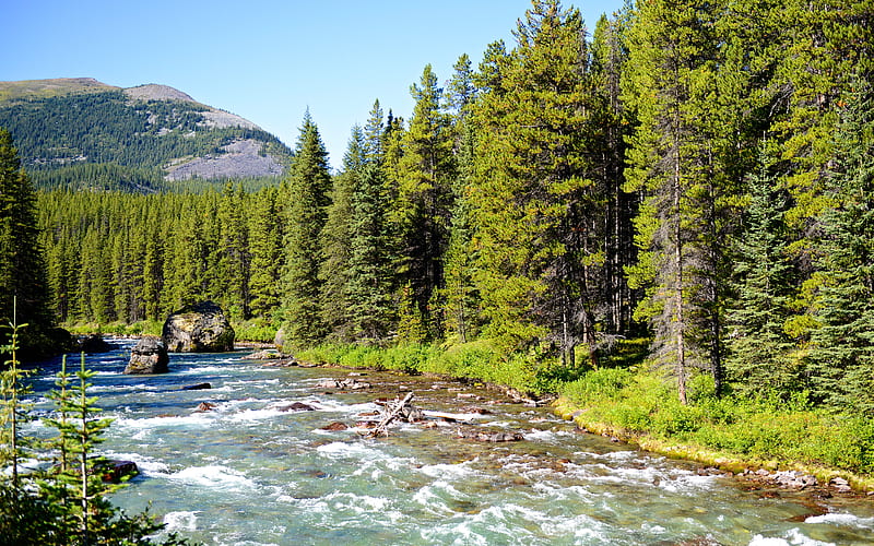 Athabasca River Canada, mountain river, autumn, forest, national park Jasper, Alberta, mountains, HD wallpaper