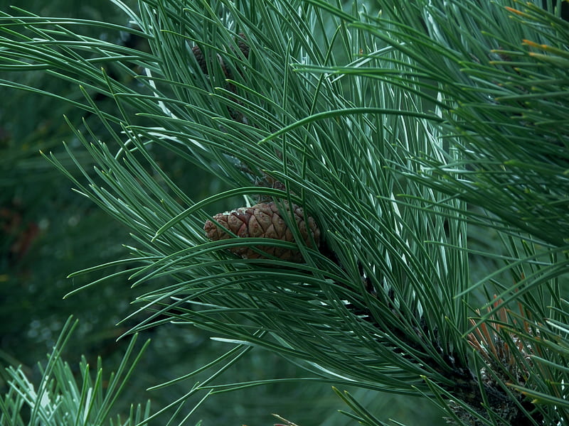 Forest Pine Cone, Forest, Green, Needles, graphy, Pine Cone, Nature, HD wallpaper