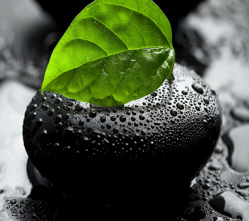 Green Leaf , 2014, background, cool, leafs, new, nice, rocks, view, waterdrops, HD wallpaper