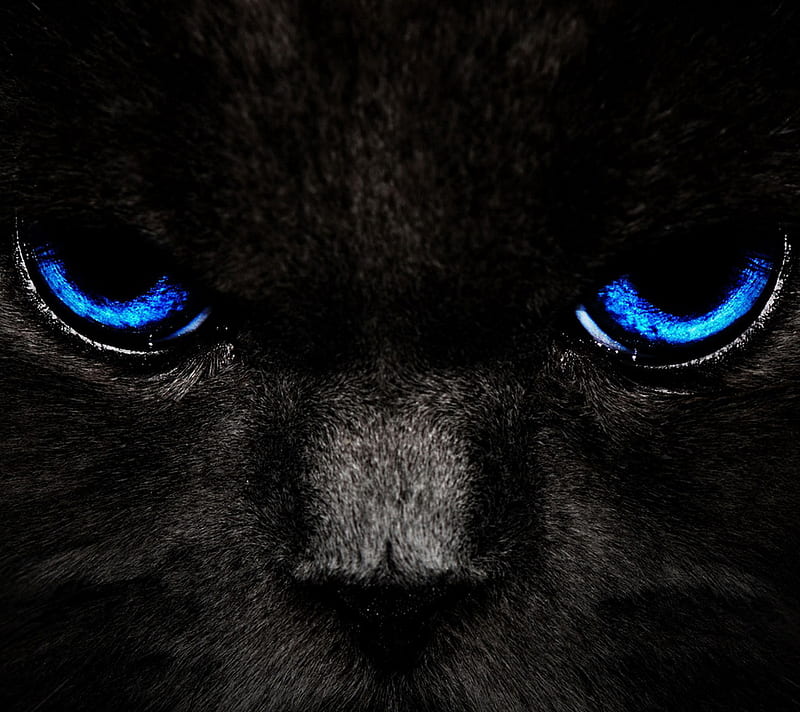 Blue Eyes, animal, black, cat, cool, desenho, great, nice, pet, HD wallpaper
