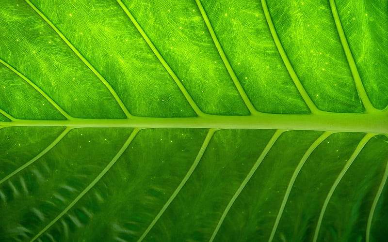 green leave, close-up, nature, leaves, HD wallpaper