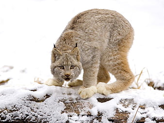 HD canadian-lynx wallpapers | Peakpx