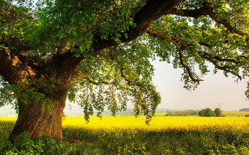 oak tree-, HD wallpaper