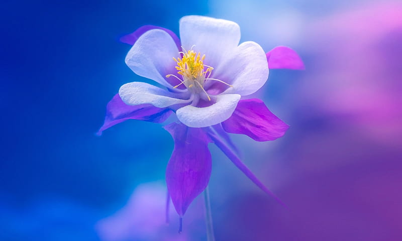 Soft and Lovely Columbine, colors, beauty, softness, Flower, HD wallpaper