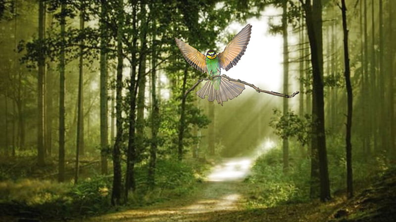 Holy'Humming'Bird, forest, holy, bird, amazon, humming bird, amazonian, branch, light rays, HD wallpaper