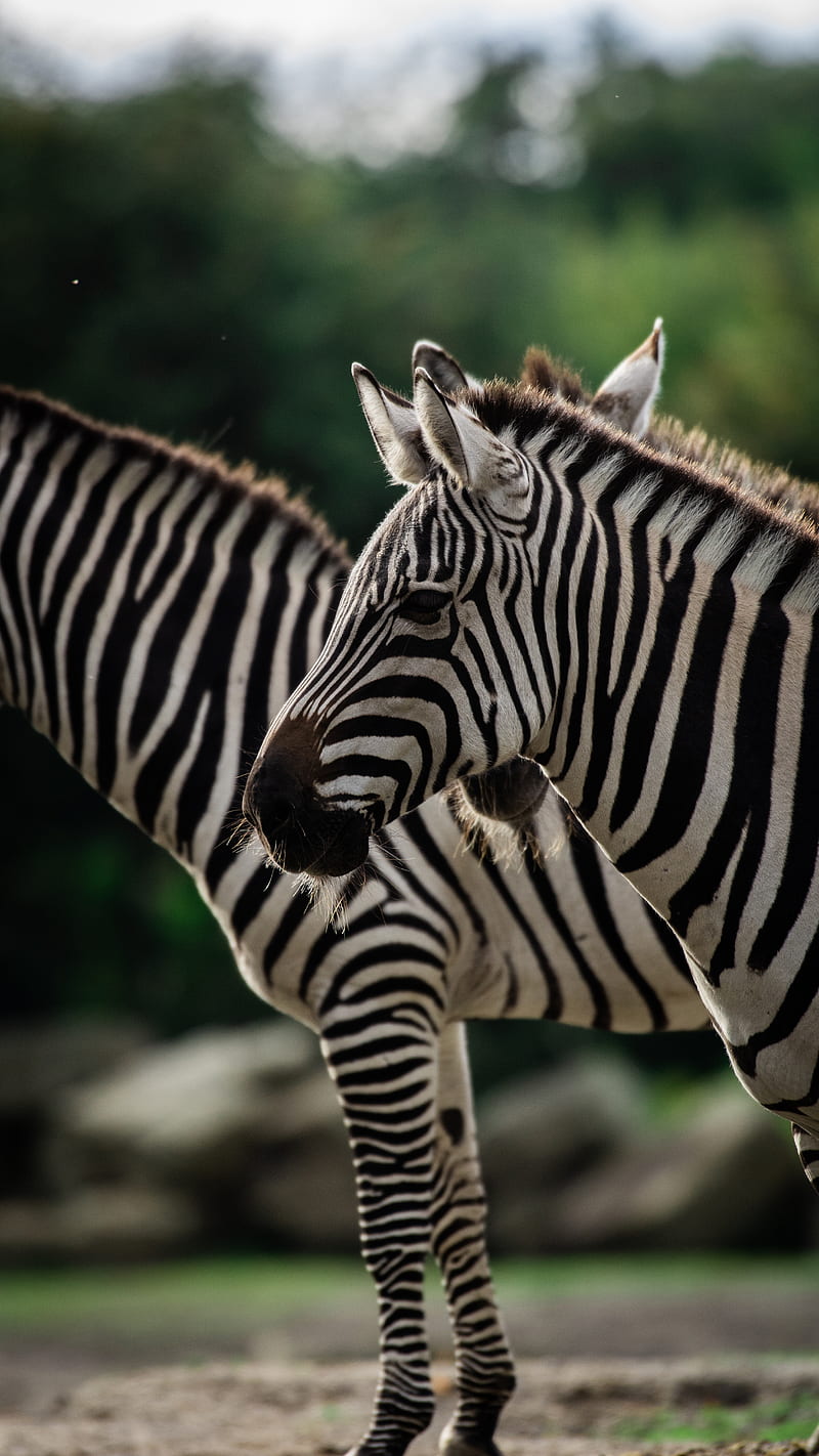 Zebra Full HD HDTV 1080p 169 Wallpapers HD Zebra 1920x1080 Backgrounds  Free Images Download