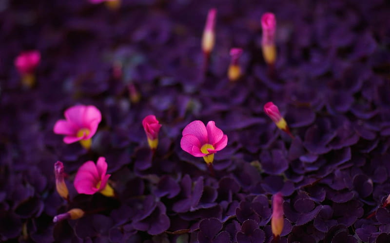 purple little flowers-Plant, HD wallpaper