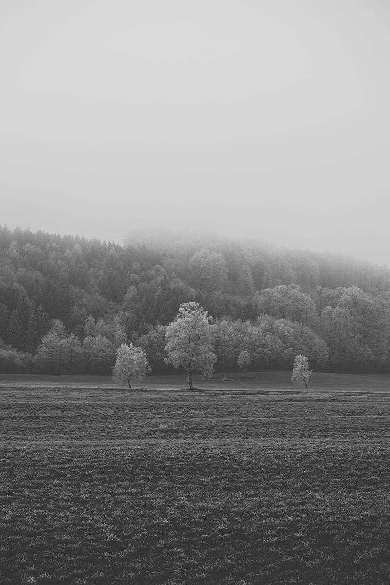 field, trees, bw, frost, HD phone wallpaper