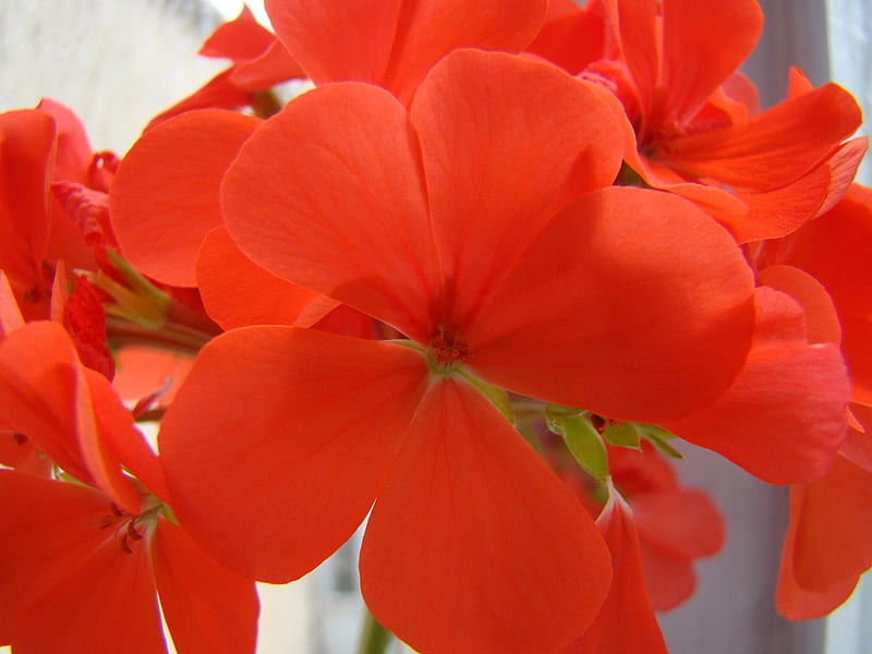 Red Geranium, red, graphy, flower, geranium, nature, HD wallpaper | Peakpx