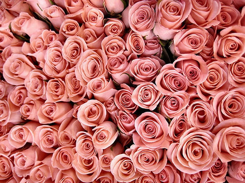 Fashion Aesthetic Wallpaper Phone Pink Roses Bloom Background Stock Photo  By ©Porechenskaya 351332106 | lupon.gov.ph