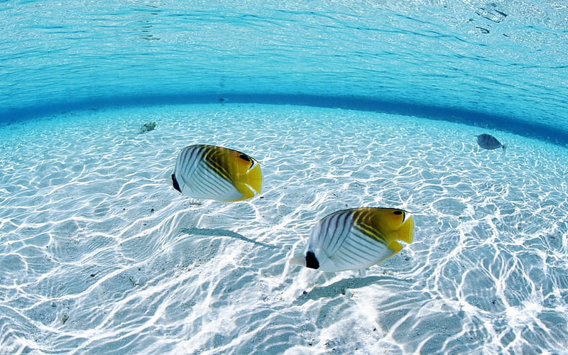 Two Fish Underwater, Fish, Underwater, Oceans, Nature, HD wallpaper