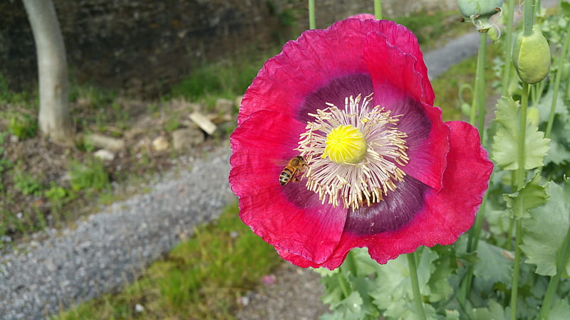 Poppy, Pollen, Flower, Bee, HD wallpaper
