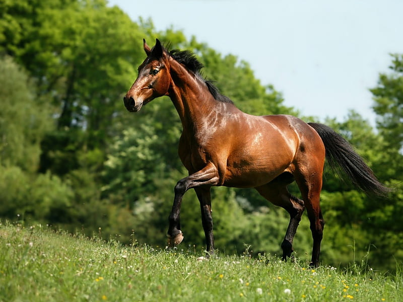 A beautiful Horse Trotting, horses, HD wallpaper