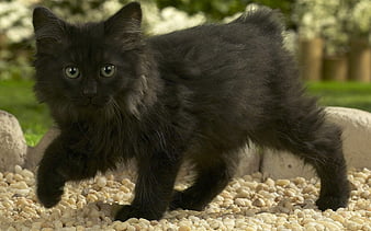 black smoke norwegian forest cat