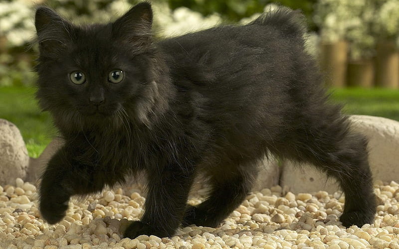 Norwegian Forest Cat Kitten, cute, forest, black, cat, kitten, norwegian, HD wallpaper