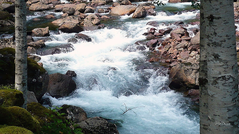White Water, rocks, , washington, running, river, trees, falls, fast, HD wallpaper