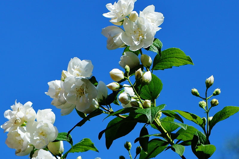 Jasmine Blossom, jasmine, flowers, blossoms, nature, buds, scented, HD wallpaper