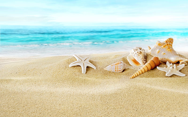 Sand, Ocean, coast, Seashells, beach, HD wallpaper