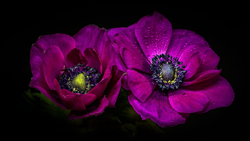 Anemones Pink Purple Couple Flower Black Anemone Hd Wallpaper Peakpx