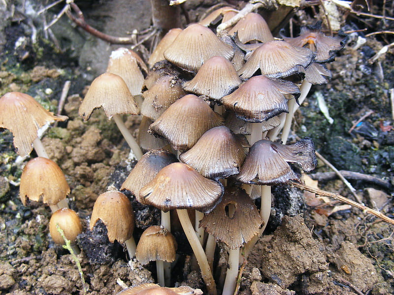 fungi, mushroom, garden, brown, HD wallpaper